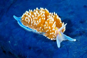 Nudibranch sea creature or market research pro